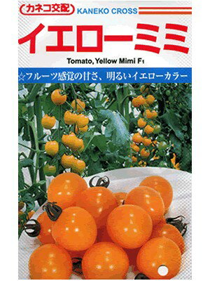 トマト　カネコ交配・・・イエローミミ・・・＜カネコのミニトマトです。　種のことならお任せグリーンデポ＞