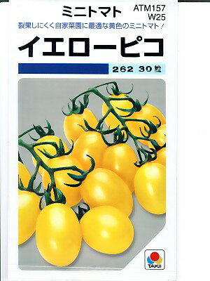 トマト　・・・・・イエローピコ・・・・・＜タキイのミニトマトです。　種のことならお任せグリーンデポ＞