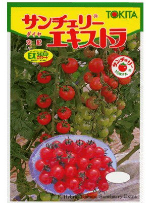 トマト　トキタ交配・・・サンチェリーエキストラ・・・＜トキタのミニトマトです。種のことならお任せグリーンデポ＞