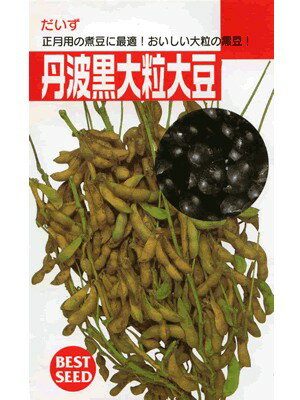 エダマメ　タキイ・・・丹波黒大粒大豆・・・＜タキイの黒豆です。　種のことならお任せグリーンデポ＞日本の伝統野菜の種です。極上の味を作ってみては。