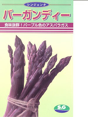 アスパラガス　シンジェンタ・・・バーガンディー・・・＜シンジェンタの紫アスパラです。　種のことならお任せグリーンデポ＞