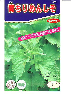 シソ　サカタ・・・青ちりめんしそ・・・＜サカタの青しそです。　種のことならお任せグリーンデポ＞