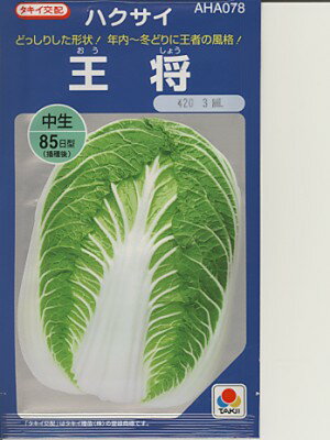 白菜の種　タキイ交配・・・王将・・・＜タキイの白菜です。種のことならお任せグリーンデポ＞寒さに強いハクサイ品種