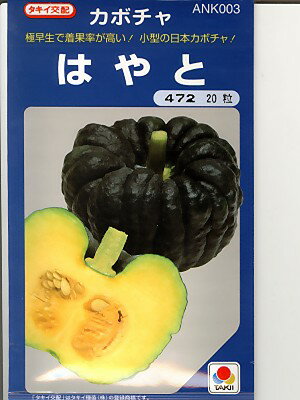 日本カボチャ種　タキイ交配　はやと　＜タキイのカボチャ種子です。種のことならお任せグリーンデポ＞