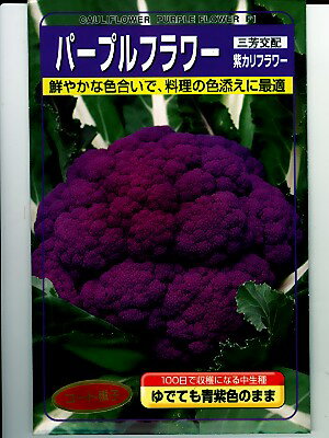 武蔵野種苗園　三芳交配・・・パープルフラワー・・・＜武蔵野の紫カリフラワーです。種のことならグリーンデポ＞