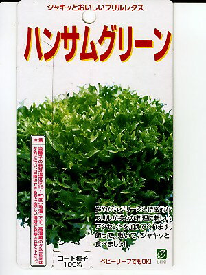 フリルレタスの種　ハンサムグリーン　　横浜植木のレタス種子です。