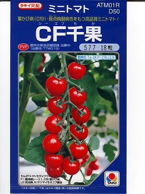 ミニトマト種子　タキイ交配　CF千果　　　タキイのミニトマト品種です。葉かび病Cf9型と斑点病の耐病性をつけたミニトマト品種です。