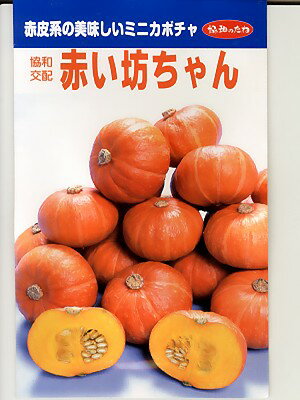 ミニカボチャ種子　協和交配・・・赤い坊ちゃん・・・＜みかど協和のミニカボチャ種子です。種のことならグリーンデポ＞　