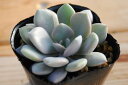 多肉植物ポット苗 デビー錦