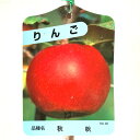 リンゴ 苗木 秋映 13.5cmポット苗 あきばえ りんご 苗 林檎 gv