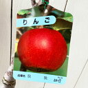 リンゴ 苗木 秋映 13.5cmポット苗 (ワイ性) あきばえ りんご 苗 林檎 gv