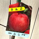 リンゴ 苗木 富士 12cmポット苗 (ワイ性) ふじリンゴ りんご 苗 林檎 gv