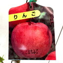 リンゴ 苗木 こまちふじ 12cmポット苗 りんご 苗 林檎