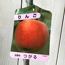 リンゴ 苗木 津軽 12cmポット苗 つがる りんご 苗 林檎 gv