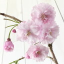 桜 苗木 八重紅枝垂 12cmポット苗 やえべにし