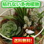 【送料無料】【多肉植物バードゲージ】【アレンジメント・花束・プリザーブドフラワー・アートフラワー・アーティフィシャルフラワー】(誕生日/結婚祝い/出産/御祝/お見舞い/ペット/還暦祝い/フラワーギフト/歓迎 退職/当日配達//開店祝/花/造花/サボテン