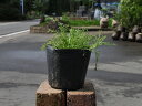(観葉植物)ハーブ苗 カモミール(品種おまかせ) 3号(1ポット) 家庭菜園 北海道冬季発送不可