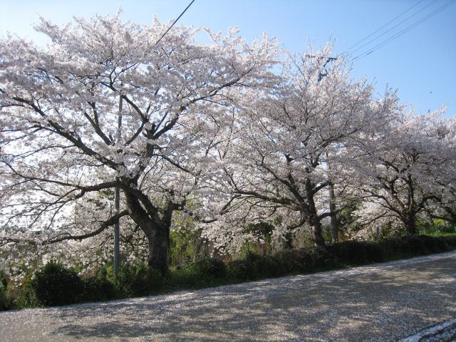 【6か月枯れ保証】【街路樹＆公園樹】サクラ/ソメイヨシノ　2.0m　