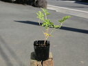 大苗・バラ大苗 レモン フィズ (国産苗 大苗 6号鉢植え)コルデス作出