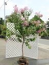 【1年間枯れ保証】【シンボルツリー落葉】サルスベリ紫花単木 ...
