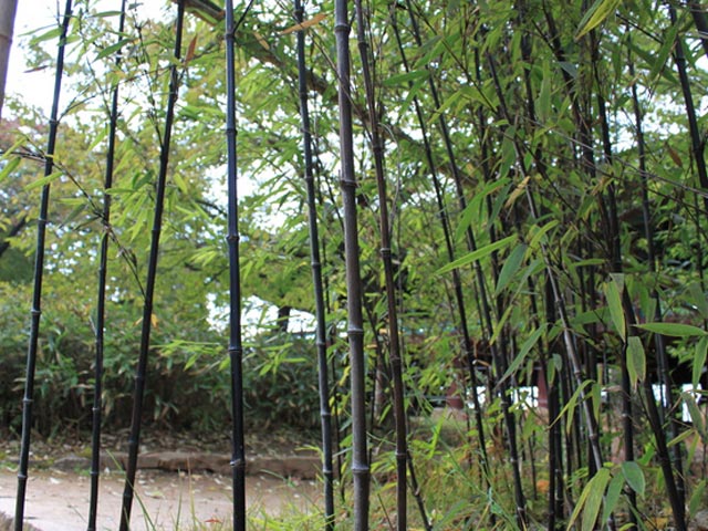【6か月枯れ保証】【竹類】タケ/クロチク　2.0m　