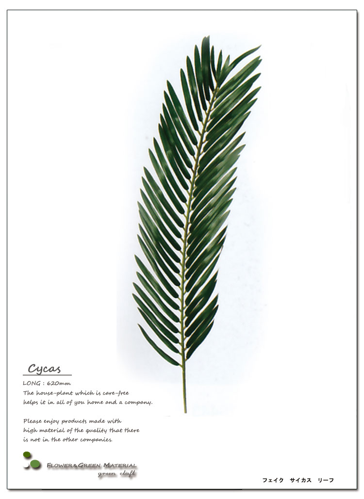 ȥ꡼եƥꥢ꡼ŹȲֺࡢǺࡢետʪȤǥȥեĩ魯ˤ⥵꡼աĹ62cmĹ48cmۡڥ᡼ľʡӾʡ¤̤֡ޡ