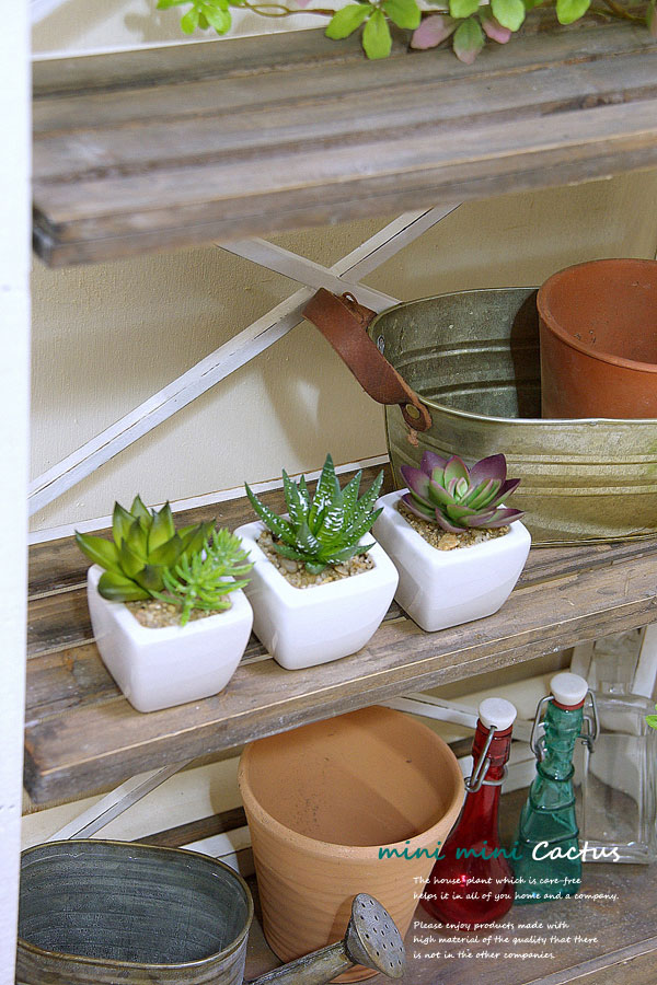 Ϥȭ¿ʪ3åȥȥ꡼եƥꥢ꡼Ź ͵ΥХǺࡢե͹տʪ 磻ɥեȭ¿ʪ3ĥåC¤֡޾ý+乳ݥƥդ