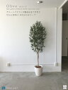 フェイクグリーン オリーブ実付高さ1.8m 光触媒付 大型 人工観葉植物 観葉 植物 光触媒付 人工植物 インテリアグリーン インテリア おしゃれ プランター イミテーショングリーン 造花 鉢植え リアル 幹 枝