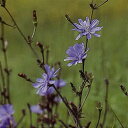 バッチフラワーレメディ フラワーレメディ　チコリー(CHICORY)