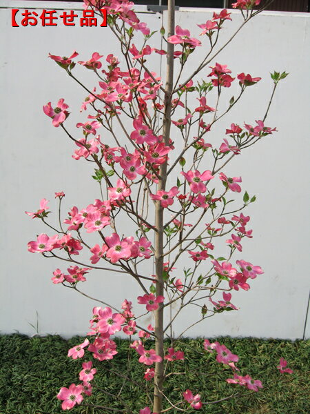 アップルブロッサム [ハナミズキ]樹高2.5m(根鉢含まず)ハナミズキ！ピンク系大輪種
