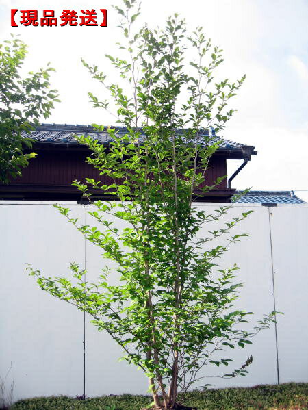 【現品発送】シャラノキ夏椿[ナツツバキ]株立 樹高2.5-2.7m(根鉢含まず)