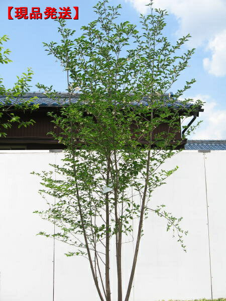 【現品発送】エゴノキ 株立樹高2.0-2.3m(根鉢含まず）白花！ボリューム樹形！