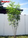 シマトネリコ樹高1.9-2.2m(根鉢含まず) 株立　シマトネリコはシンボルツリーとして大人気!　