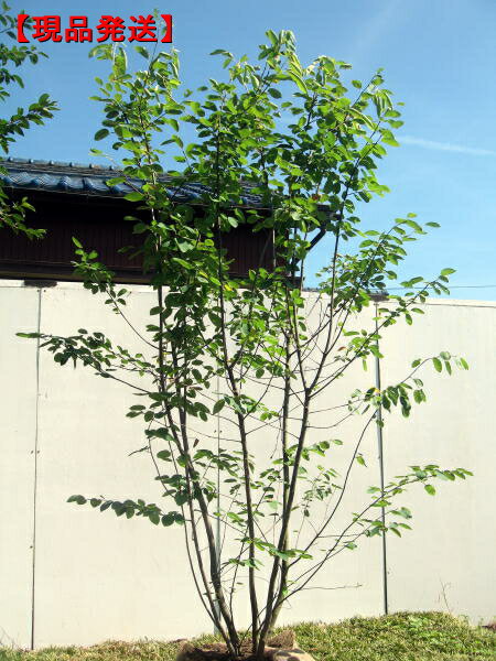 【セール中！】【現品発送】ジューンベリー (ラマルキー)樹高2.0-2.3m(根鉢含まず）花・紅葉・実どれをとっても楽しめます