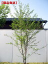 【現品発送】アカバナエゴノキ(ピンクチャイム)（紅花エゴノキ） 株立樹高2.0-2.4m(根鉢含まず）