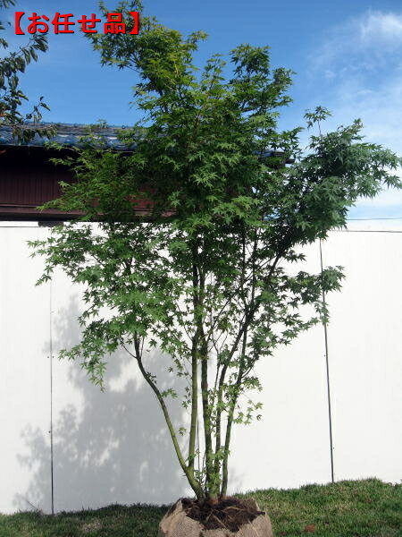 イロハモミジ株立　樹高2.0m(根鉢含まず）