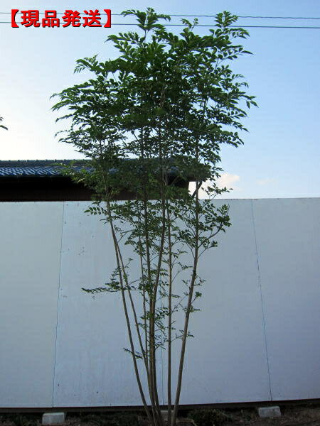 【現品発送】シマトネリコ樹高2.3-2.4m(根鉢含まず) 株立