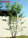 ジューンベリー (ラマルキー)株立樹高2.0-2.7m(根鉢含まず）花・紅葉・実どれをとっても楽しめます