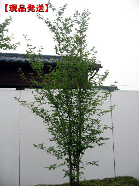 【現品発送】シャラノキ 夏椿[ナツツバキ] 株立！樹高2.0-2.3m(根鉢含まず)梅雨の時期に咲く清楚な花