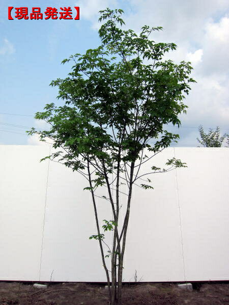 【現品発送】アオダモ（コバノトネリコ） 株立樹高2.1-2.7m(根鉢含まず）立派な樹姿　