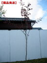 【現品発送】アメリカハナズオウ(フォレストパンシー)樹高1....