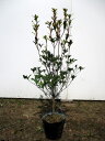 ドウダンツツジ白花 5号ポット 樹高50cm前後(鉢含まず)...