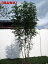 【現品発送】シマトネリコ樹高2.0-2.3m(根鉢含まず) 株立 シンボルツリー 庭木 植木 常緑樹 常緑高木