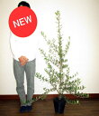 NEW! オリーブ 7号サイズ (品種 ミッション) オリーブの木 鉢植えオリーブ