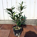 【送料無料】2本セット赤花 沈丁花(ジンチョウゲ) 30cm...