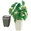 人工観葉植物・全高35cm・ポトス(オウゴンカズラ)(人工樹木/造花/花材/葉材/リーフ)(鉢物/小鉢)(小型グリーン/フェイクグリーン/インテリアグリーン/オブジェ)(ディスプレイ/装飾)