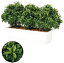 人工観葉植物・全高65cm・ベイリーフ・パーテーション・鉢付き(間仕切り)(月桂樹/ゲッケイジュ/ローレル)(人工樹木/造花/フェイクグリーン/インテリアグリーン)(ディスプレイ/装飾)