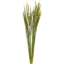 ドライフラワー 稲穂 ナチュラルグリーン 全長70cm 6束セット 1束50本×6束 イネ イナホ 天然素材 自然素材 花材 アレンジ k-60007