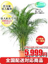 観葉植物 アレカヤシ 10号【全国配送対応商品!おしゃれな大型観葉植物5999円!?】お部屋のインテリア装飾、法人様・飲食店など店舗の飾りに新築祝い開店祝い、お祝いの贈り物に格安人気観葉植物をどうぞ!☆最安値 贈答 父の日 ギフト プレゼント☆