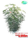 観葉植物 アラレア 10号【おしゃれな大型観葉植物5999円!?】お部屋のインテリア装飾、法人様・飲食店など店舗の飾りに新築祝い開店祝い、お祝いの贈り物に格安人気観葉植物をどうぞ!☆最安値 贈答 父の日 ギフト プレゼント☆